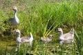 Four geese in swamp Royalty Free Stock Photo