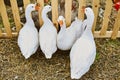 Four geese walk in the paddock Royalty Free Stock Photo