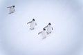 Four gentoo penguins waddle down snowy slope