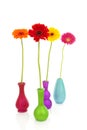 Four Gerber flowers in colorful vases Royalty Free Stock Photo