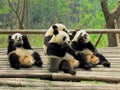 Four giant panda cubs eating fruit in a reserve in Sichuan province China