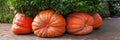 Four Giant Pumpkins