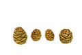 Four giant sequoia cones isolated on the white background. Royalty Free Stock Photo