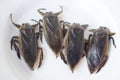 Four giant water bugs or pimps have a unique smell that can be used to flavor food.