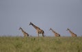 Four Giraffes at Masai Mara National Park