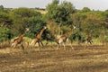 Four Giraffes running in Serengeti