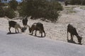 Four goats graze in an area devoid of grass cover