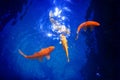 Four golden koi carp fishes closeup, dark blue sea background, yellow goldfish swims in pond, mystery night moonlight glow Royalty Free Stock Photo