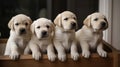 Four golden retriever puppies look out of a box. Generate AI