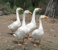 Four Gooses Royalty Free Stock Photo