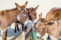 Four gorgeous domesticated asses, in a harness strapped to