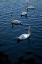 Swans swimming around the lake