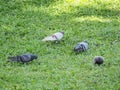 four gray birds wallpaper on green grass
