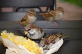 Four gray brown sparrows pecking corn in paper packaging on the table, close-up