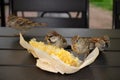 Four gray brown sparrows pecking corn in paper packaging on the wooden table outdoor, close-up.