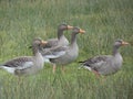 Four Gray geese on a field