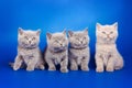 Four gray kitten British sit