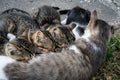 Four kittens drink milk from their mother cat Royalty Free Stock Photo