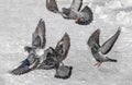 Four gray pigeons with rainbow neck and bright eyes and light wings are flying in the park in winter