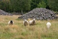 Grazing Sheep On Grassland Royalty Free Stock Photo