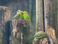 Four sitting budgerigars or budgies