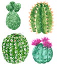 Four green cactuses blooming with pink flowerses blooming with pink flowers, hand drawn watercolor illustration