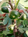 Four green figs growing on a fig tree