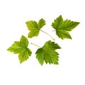 Four green fresh currant leaves on a white background. Isolated Royalty Free Stock Photo