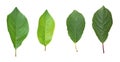 four green leaves of Apple tree isolate white background natural Royalty Free Stock Photo