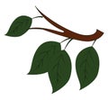 Four green leaves on brown branch vector illustration