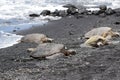 Four green sea turtles on Punaluu Black Sand Beach Royalty Free Stock Photo