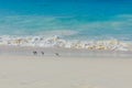 Four grey birds walk on beach coastline