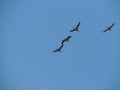 Four Grey Herons in Flight Royalty Free Stock Photo