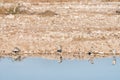 Four grey herons at a waterhole in Northern Namibia Royalty Free Stock Photo