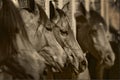 Horses congregate in a stable Royalty Free Stock Photo