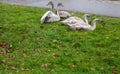 Four grey swans Royalty Free Stock Photo