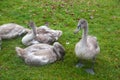 Four grey swans Royalty Free Stock Photo