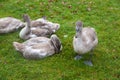 Four grey swans Royalty Free Stock Photo