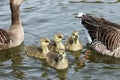 Greylag goose goslings on water Royalty Free Stock Photo