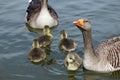 Greylag goose goslings on water Royalty Free Stock Photo