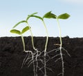 Four growing kale seedlings