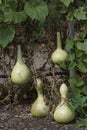 Four Growing Lagenaria Siceraria Bottle Gourd