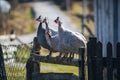 4 guinea fowl on the fence