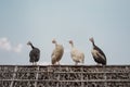 Four Guinea fowls chilling on the rooftop