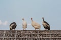 Four Guinea fowls relaxing on the rooftop Royalty Free Stock Photo