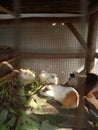 four guinea pigs of different sizes with white yellow brown fur eating leaves