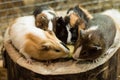 Four guinea-pigs eating a peace of cucumber
