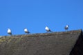Four gulls on ridge of house roof Royalty Free Stock Photo