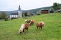 Four Haflinger horses in front of the church of Meura - Thuringia
