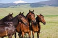 Four Handsome Horses Royalty Free Stock Photo